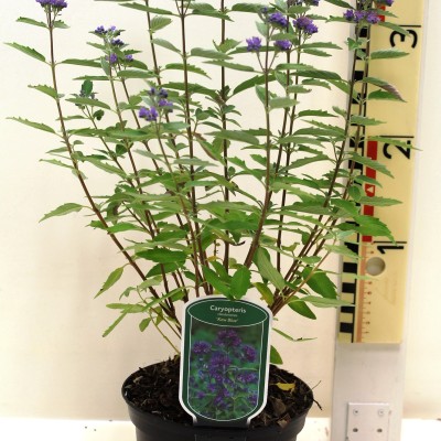 Caryopteris clandonensis 'Kew Blue'